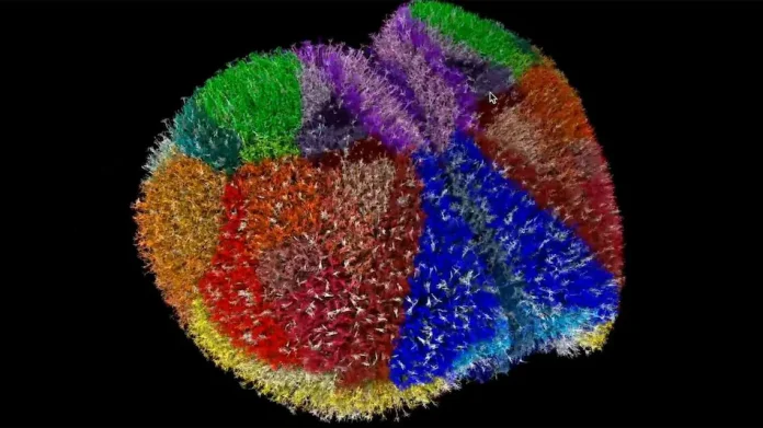 Fugaku, supercomputerul ce a realizat o simulare a cortexului unui șoarece