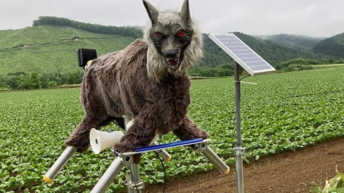„Monster Wolf”: robotul de 4.000 $ care păstrează urșii la distanță