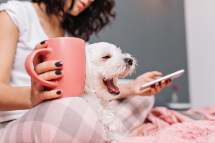 Pericolul TikTok: Sfaturi online ce amenință animalele